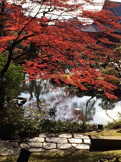 kurotani